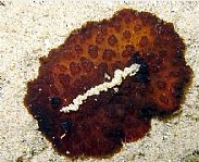 Photo:B. & S. Koretz, Eilat, June 2005; see the species in Sea Slug Forum
